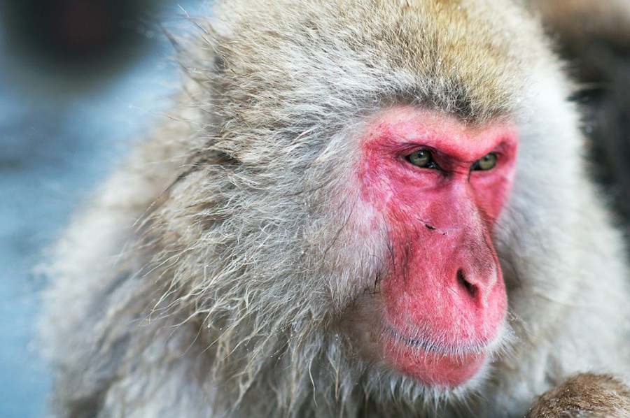top 5 animals unique