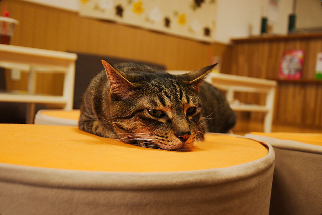 Cat_Cafes
