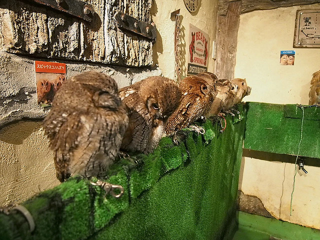 Owl_Cafes