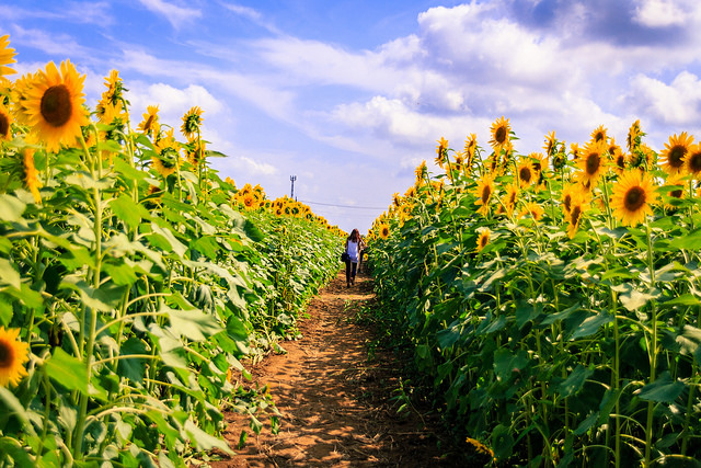 Zama Sunflower Festival