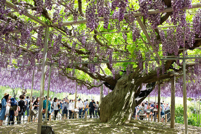 Ashikaga Flower Park