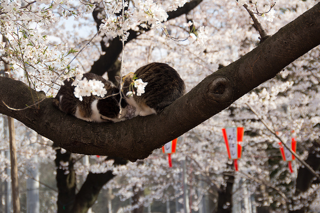 Spring in Japan