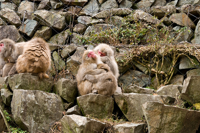 jigokudani-wild-monkey-park