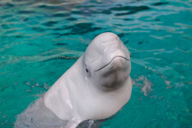 dolphins