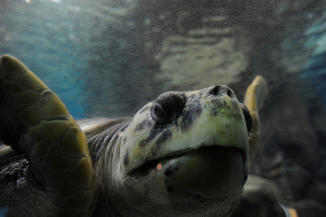 turtle